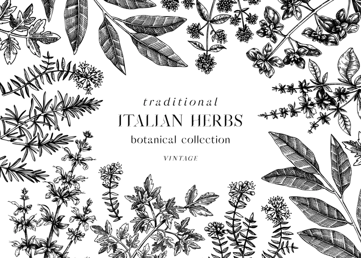 Vector banner design with  typical herbs and spices for Italian cuisine. Hand-sketched kitchen herbal plants background. Aromatic food cooking ingredients frame. Hand drawn herbs template